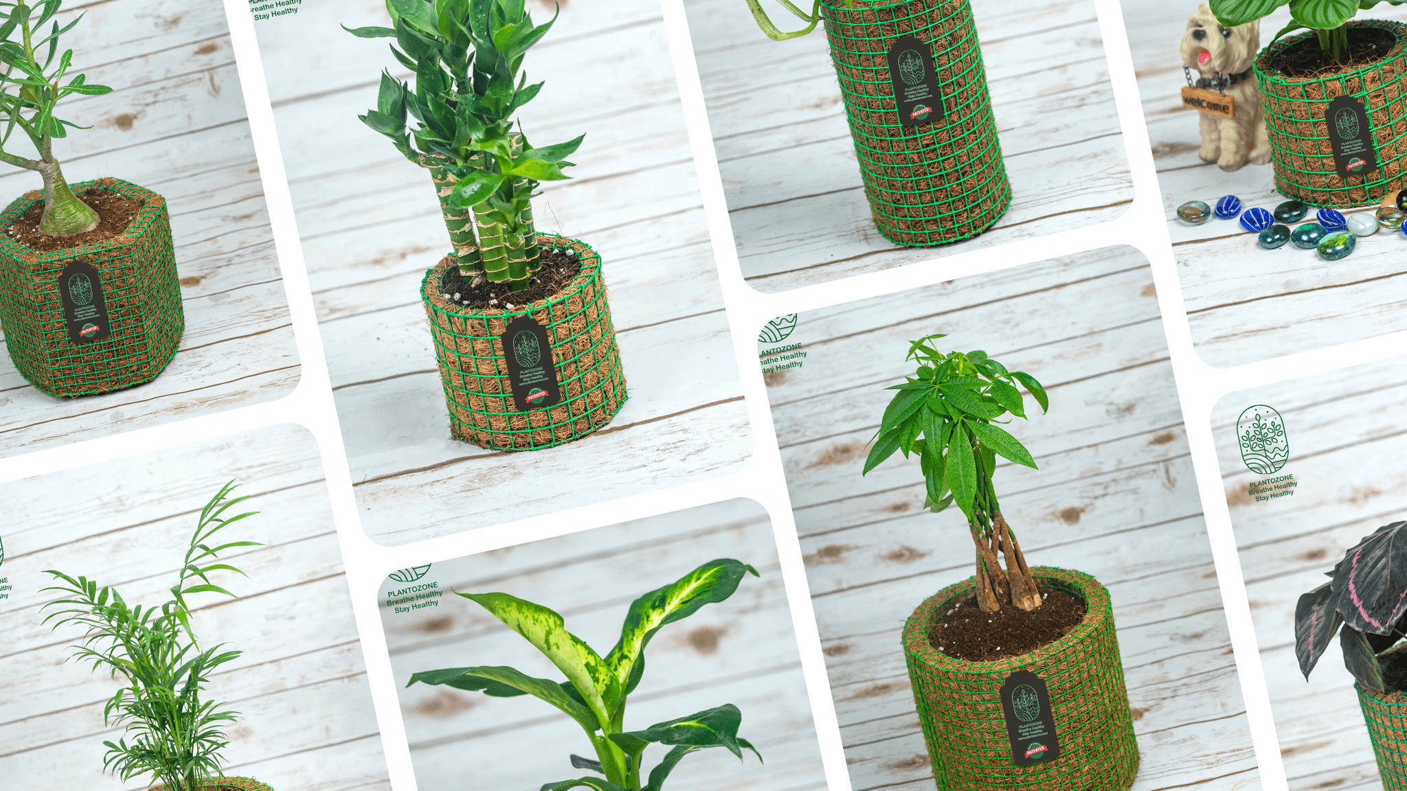 Plantozone Social Media Management